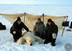 An adult male polar bear who has been sedated for measurements