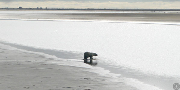 Polar bear walking on a muddy beach on the northern coast of Alaska, in August 2008.