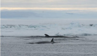 Two Minke whales, the smallest of the baleen whales and a denizen of the Antarctic pack ice, off Cape Royds.