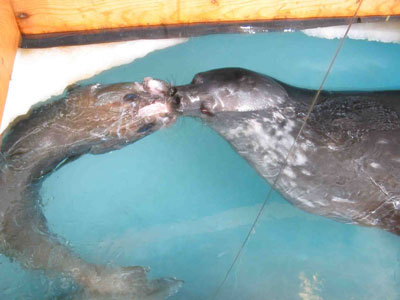 Weddell seal with toothfish