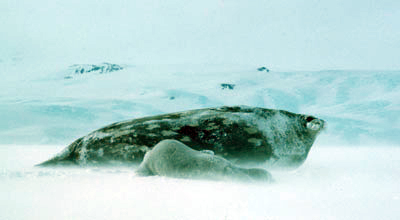 Weddell seal mom and pup