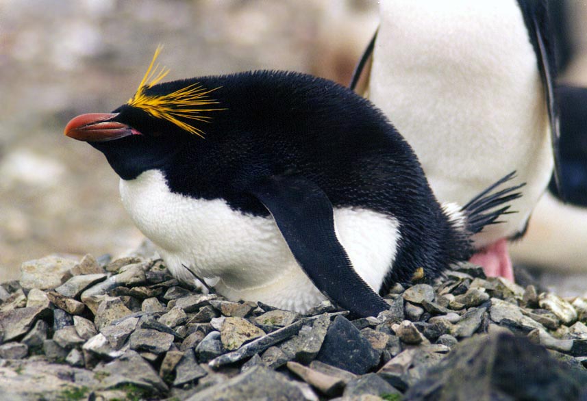 Animals World: different types of macaroni penguins gallery