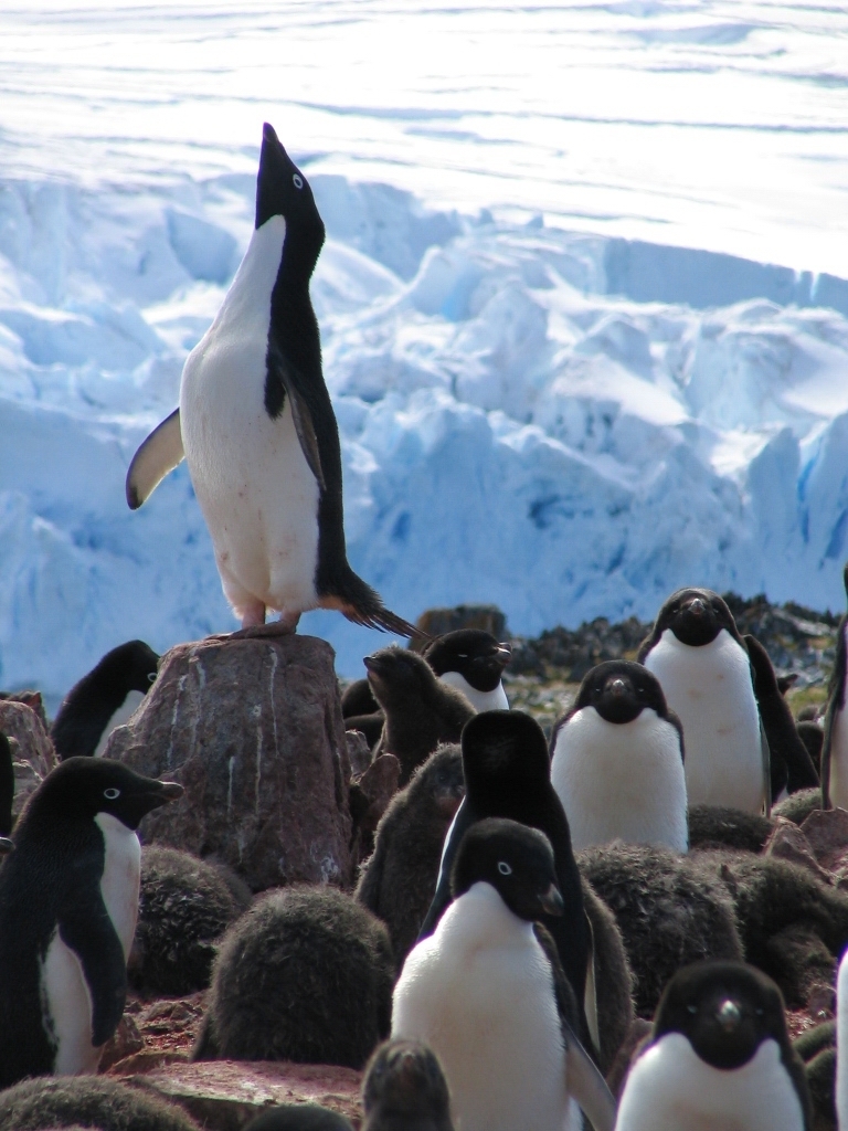 adelie penguin photos