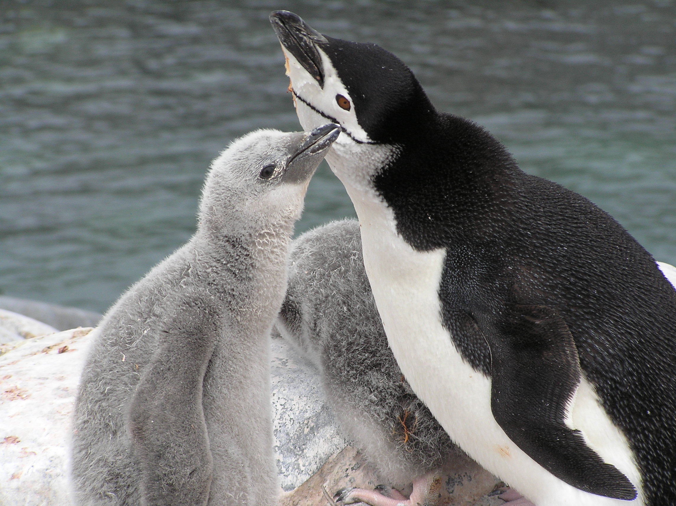 adelie penguin babies