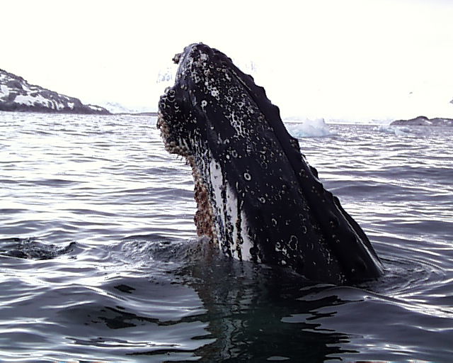 palmer_whale.jpg