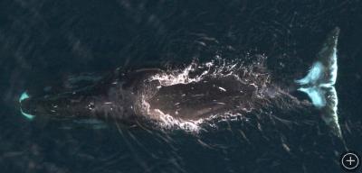 Bowhead whale, Photo by Craig George