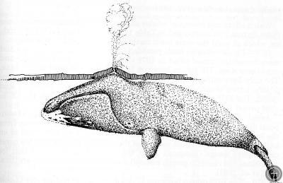 Bowhead whale illustration by Craig George