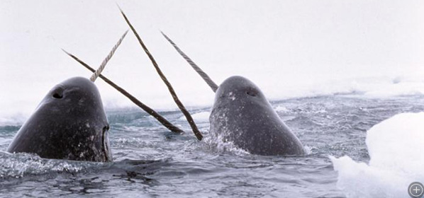 Male narwhals tusking. Photo by Glenn Williams, National Institute of Standards and Technology.