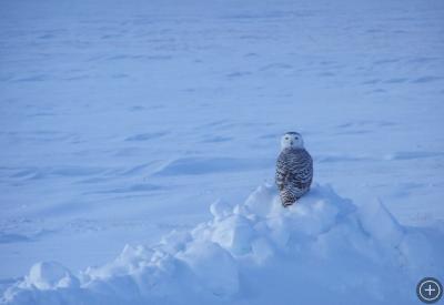 Snowy owl in Barrow, Alaska. Photo by Chico Perales