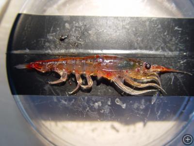 Antarctic krill, Photo courtesy of Palmer LTER project