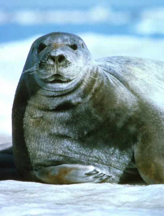 Seal - Photo Colection