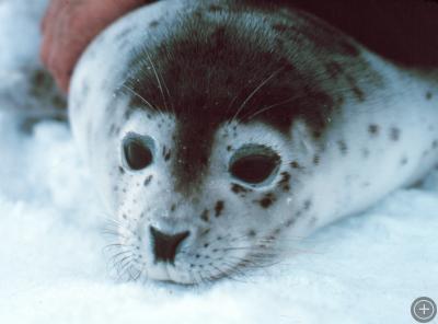 Spotted Seal, courtesy of NOAA