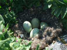 eider down nest with eggs