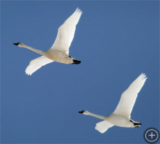 Arctic, or Tundra, Swans
