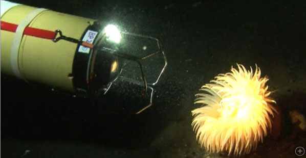 SCINI examines an anemone under the ice in Antarctica.