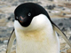 Penguin Science Education Page